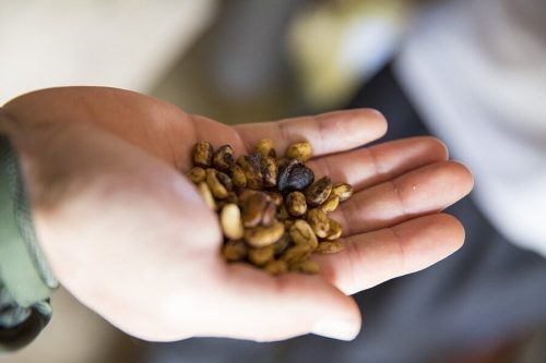 Халлінг і експорт купити натуральну каву